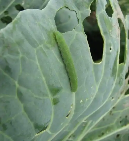 菜粉蝶的一生幼虫