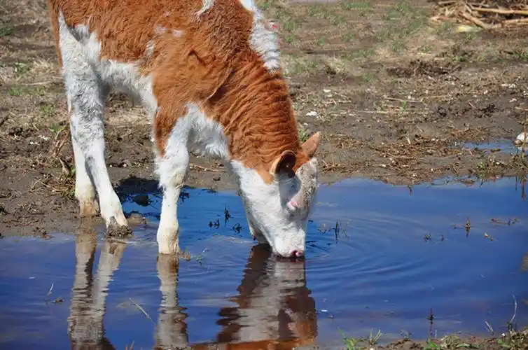 小牛喝水