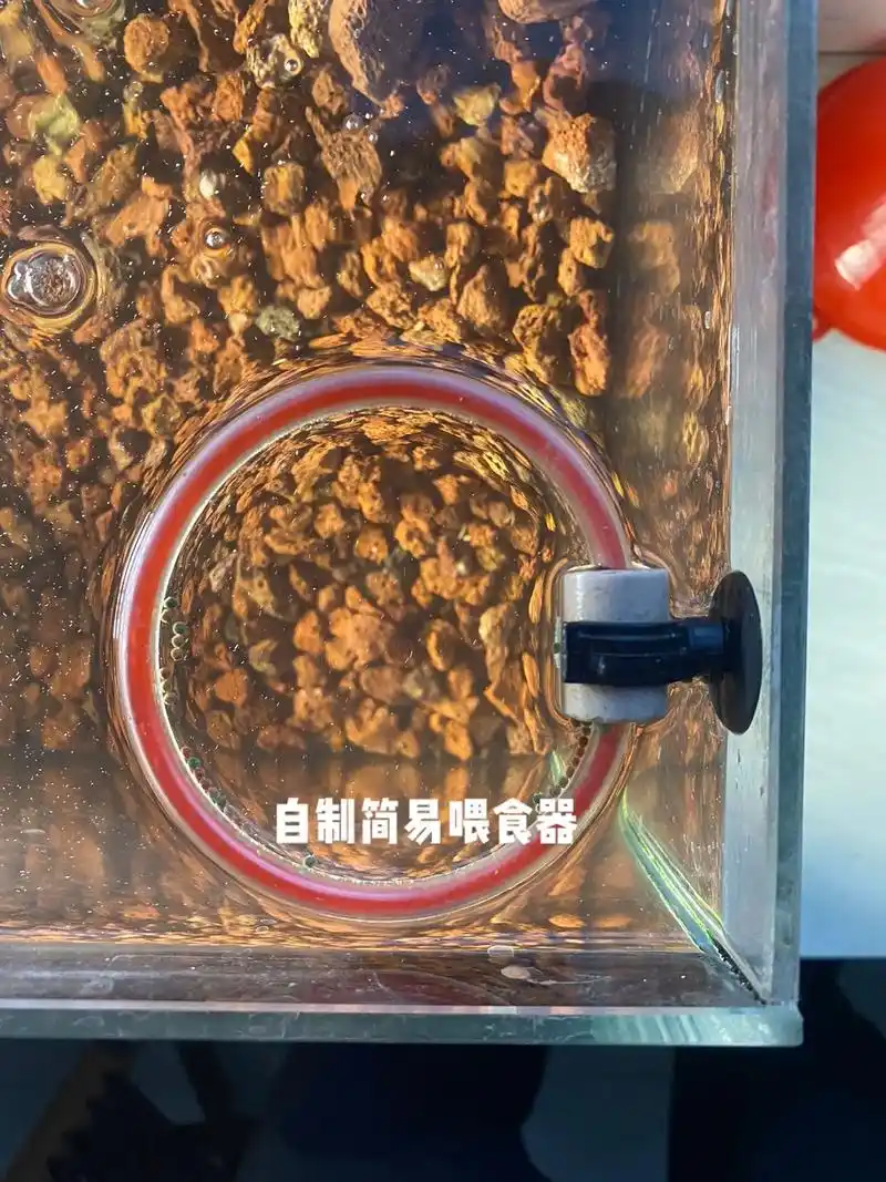 自制简易喂食器,是不是又省了几块钱#水族 #开缸 #手工活我 - 抖音