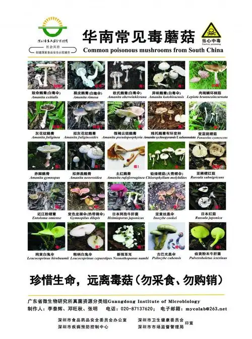 这种毒蘑菇离人群最近