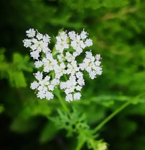 用镜头寻找美蛇床花(一)【首发】