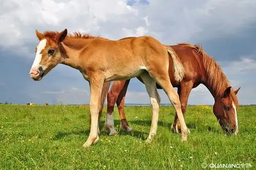 小马图片_图片大全