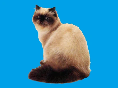 蓝色虎斑重点色猫