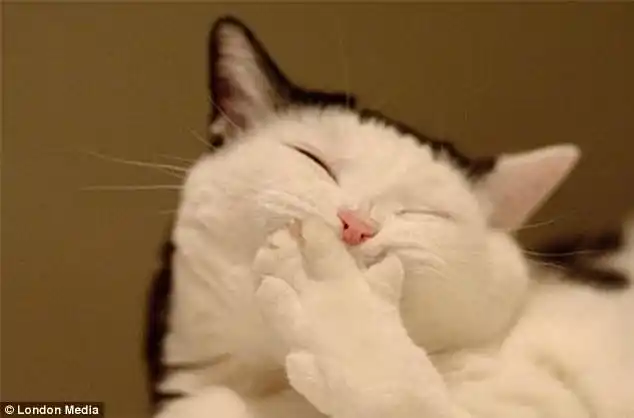 动物憨笑表情萌翻镜头