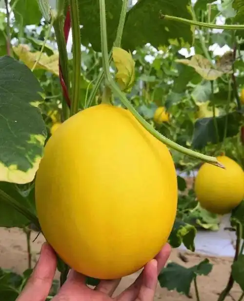 金美人蜜瓜,一藤一瓜,双重口感!新鲜包邮到家