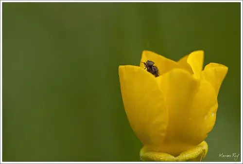priorité à louverture flash no, mode: supprimé mode pose
