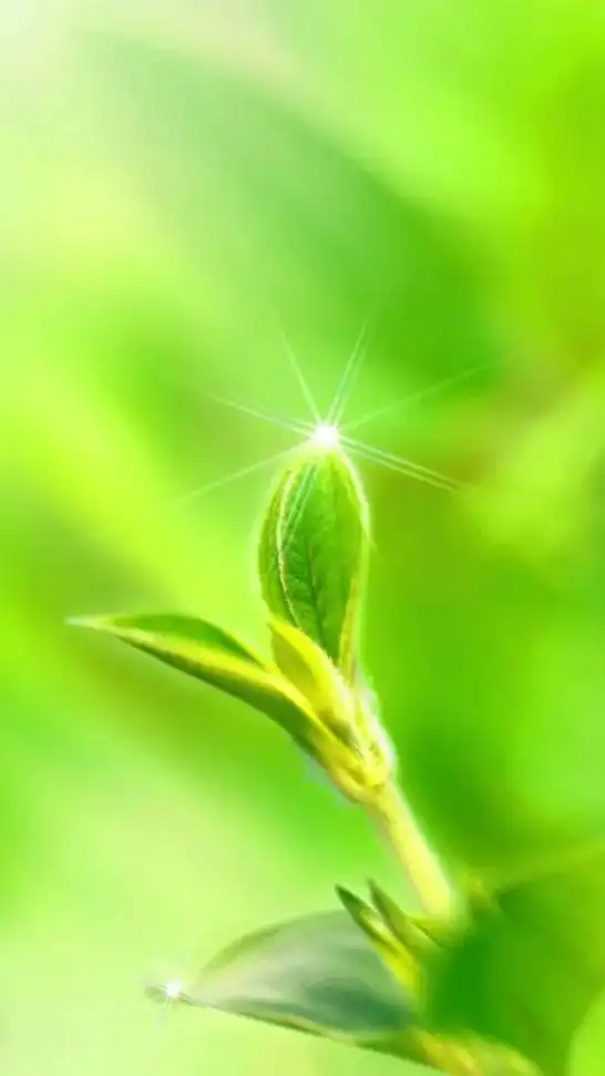 小清新治愈系 #绿意盎然 #一起享受大自然的美 #该换壁纸 - 抖音