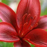 红色百合花微信头像【点击鼠标右键下载】