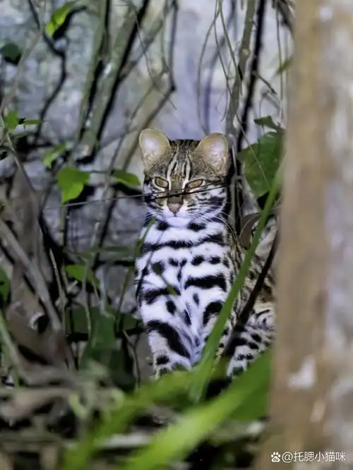 连续两晚在野外看见野生豹猫 在广西连续两晚看见豹猫,图2,3是第一天