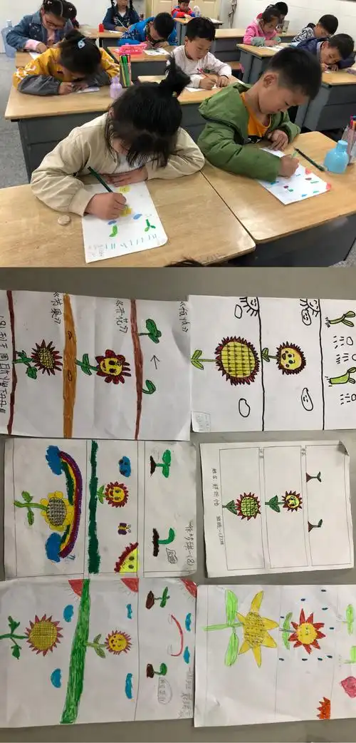 孩子们亲自观察向日葵的生长过程,并绘制生长过程.