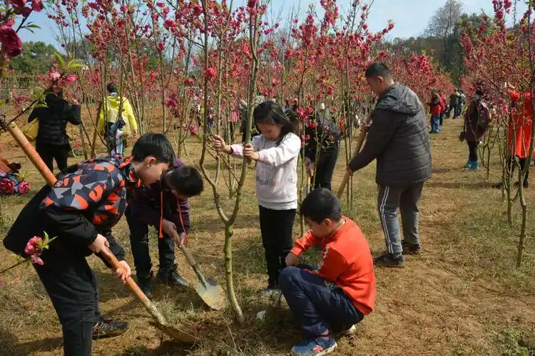 我为桂林添新绿 ——桂林市桥头小学开展义务植树活动