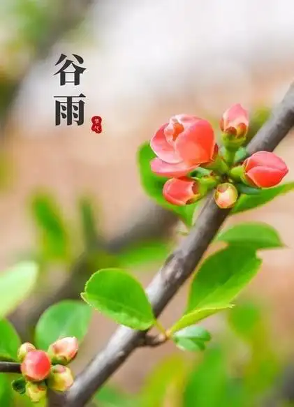 今年谷雨将在哪个时间点到来?快来看看吧!