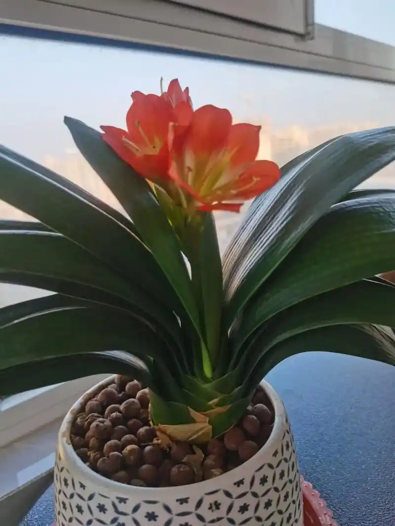 君子兰开花的寓意:象征着吉祥好运,家庭和睦,事业顺利.是传统 - 抖音