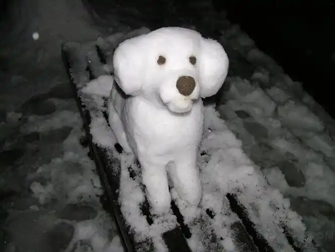 然而,只有这只雪雕的狗火遍了整座城.