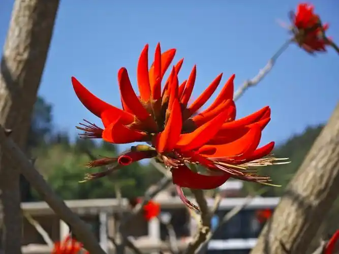 春风十里丨春日刺桐遇见一抹肆意红