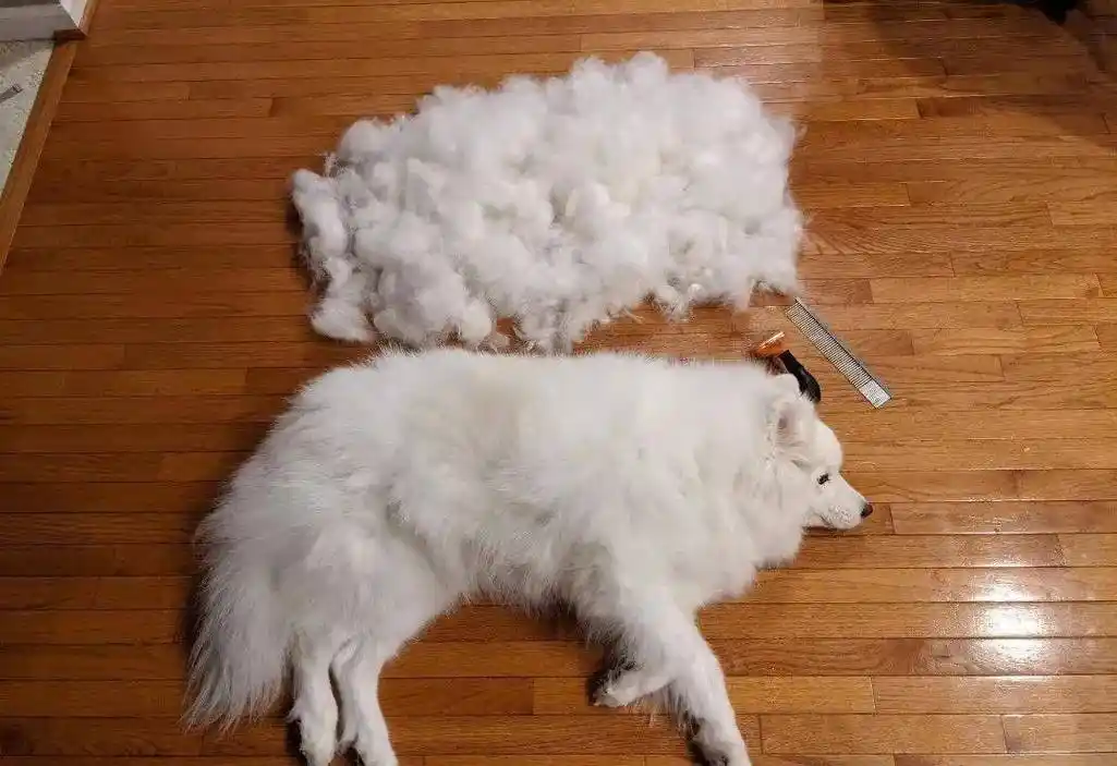 为什么"萨摩耶"的弃养率这么高?网友:这几点太现实了