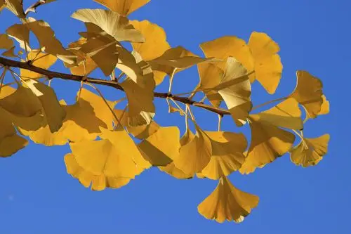 2019赛季 ferrari/法拉利 sf90 赛车(方程式赛车/大奖