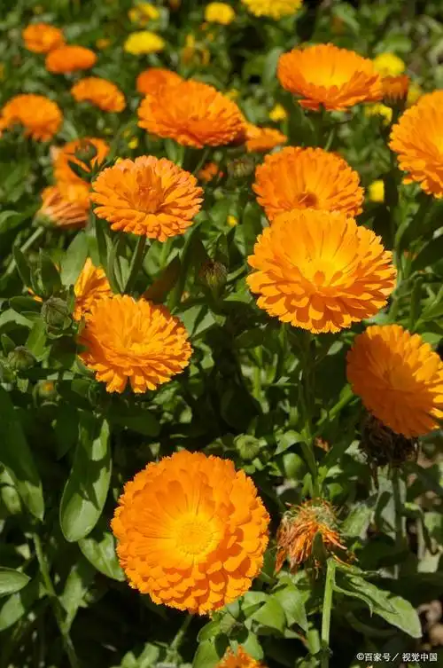 金盏菊怎么养?盆栽金盏菊的养殖方法和注意事项!