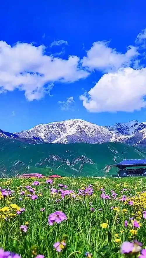 新疆伊犁托乎拉苏美景花海云天五月总是在最美的时候