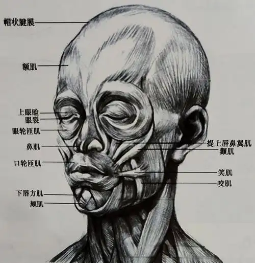 北京化妆培训学校分享艺用人物头部解剖常识