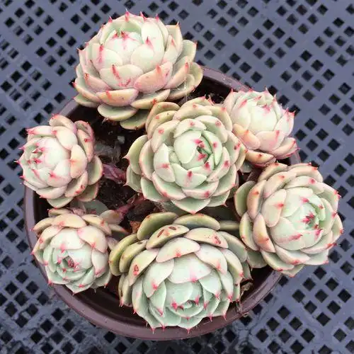 苯巴蒂斯多肉圣卡蒂斯多肉