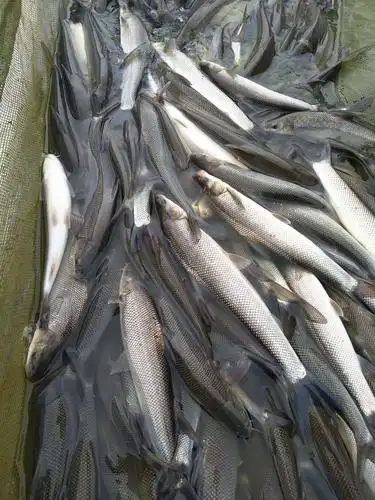 淡水银鳕鱼人工养殖