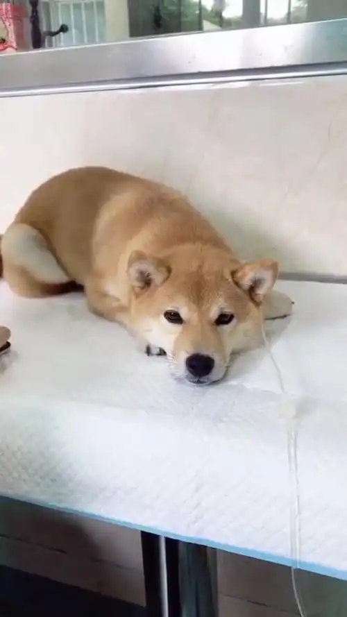 打点滴的小可怜,看你这无辜的眼神我都有点心疼了