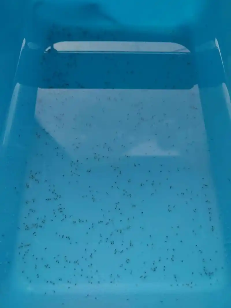 斑马鱼卵孵化过程 斑马鱼卵第二天晚上跟第三天对比