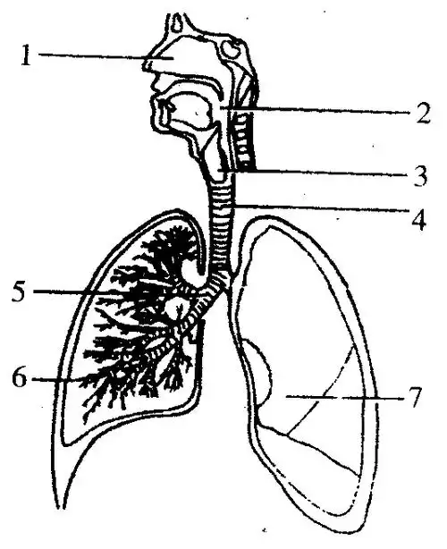 【推荐2】如图是人体呼吸系统组成图.据图回答