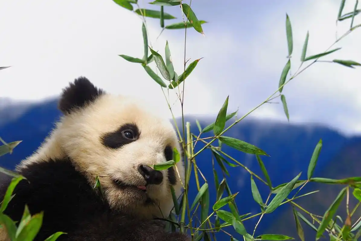 四川青川大熊猫基地位于四川省资阳市青川县境内,是中国西部保存熊猫
