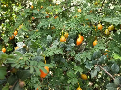 贵州威宁:野生水果一一峨眉蔷薇花(刺果)成熟了 2021年6月15日,贵州省