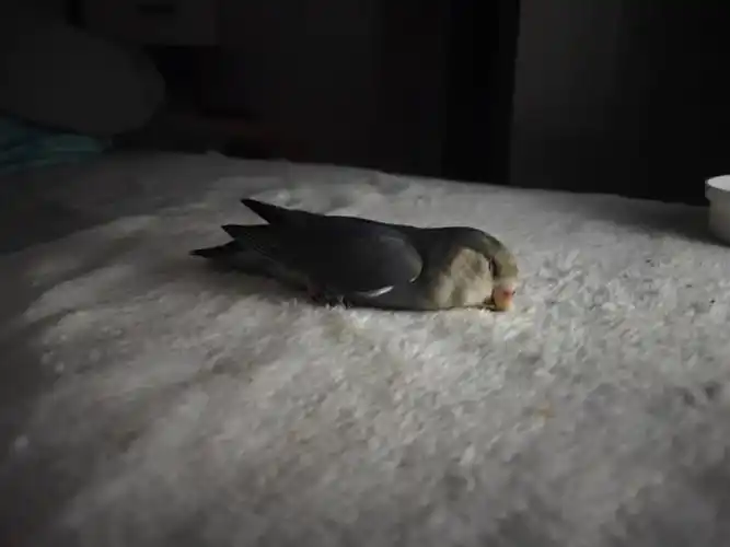 牡丹鹦鹉  #牡丹鹦鹉睡姿  记录小鸡仔睡觉第n天,为什么它这个样子