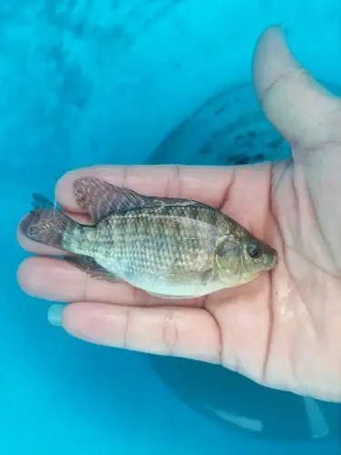 供应大厅  水产 鱼苗 商品属性 品种名:罗非鱼苗 品种名:罗非鱼苗 体