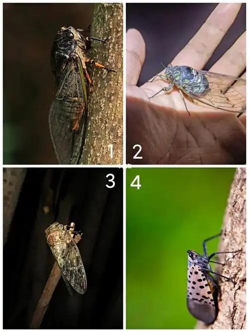 这些不同品种的蝉用各地方言咋说啊