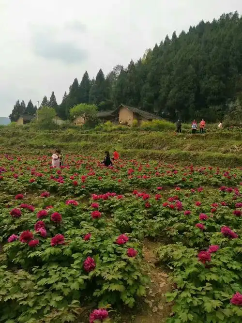 醉美乡村,国家森林公园玉带峡牡丹园