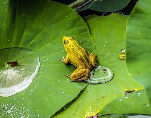 青蛙篇献给家人亲友老师同学和可爱的孩子们,与我分享融于自然与小