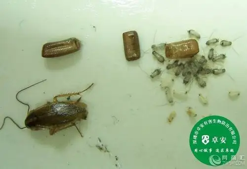 广州杀跳蚤公司提供广州上门灭跳蚤服务