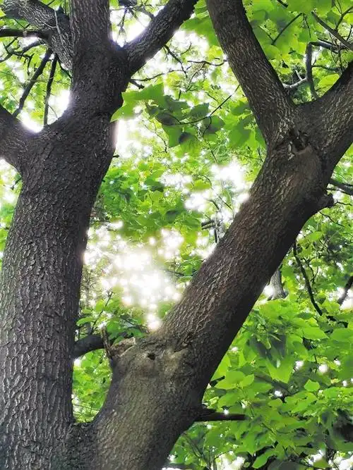 美在菏泽——泡桐树 抹不去的乡愁