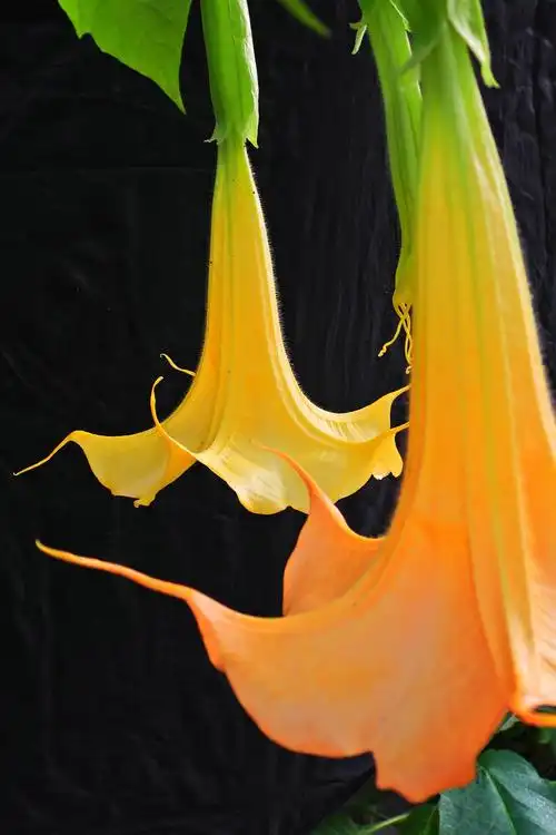 曼陀罗花开在秋深处