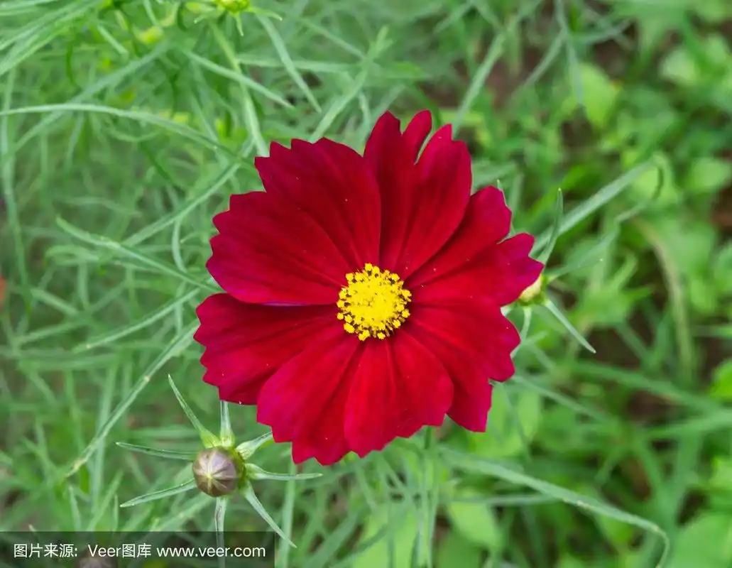 大波斯菊,红色,自然,秋天,环境