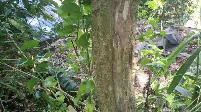 人活着要脸树要皮这棵树叫龙胆木树如其名剥了皮也能活着