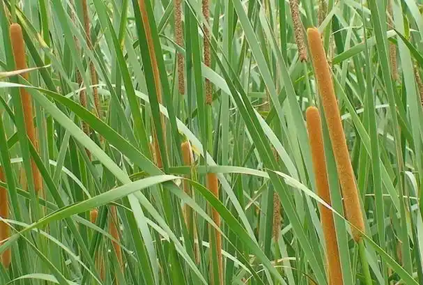 臭蒲草长什么样_农林知识_中睿百科网