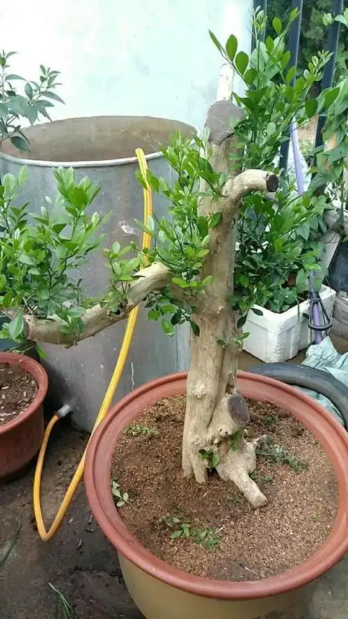 盆景设计i九里香造型设计用好下跌枝弥补盆景枝点不到位