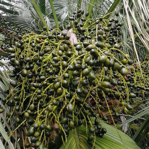 中药材葵树子葵树籽 葵扇子 葵扇籽 蒲葵子蒲扇种子扇叶葵子 100丝