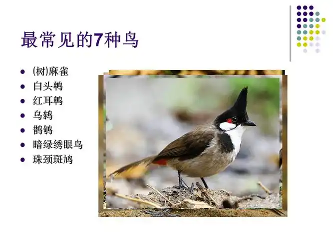 2017广东省广州市内常见鸟种介绍ppt