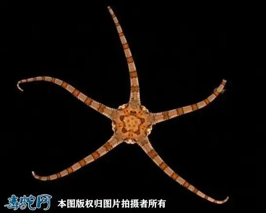 蛇尾海星图片介绍蛇尾海星有毒吗