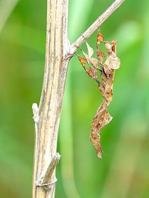 幽灵螳螂,是螳螂的一个种类,原生地在马达加斯加,当地温度和湿度都