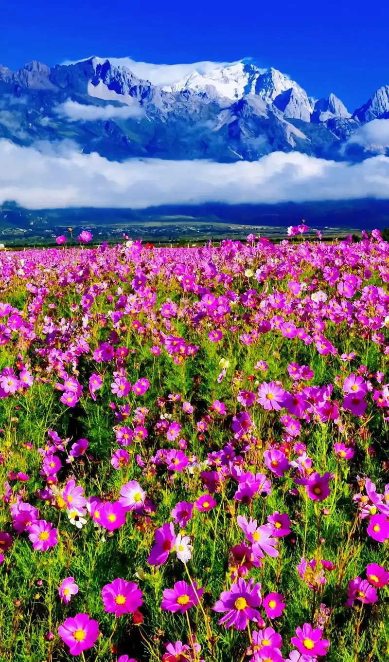 格桑花.格桑花又名格桑梅朵,藏语中的"格桑"是"美好时光"或 - 抖音