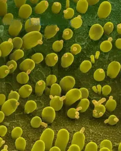 tst活酵母的作用与功效tst活酵母好不好的三种成分