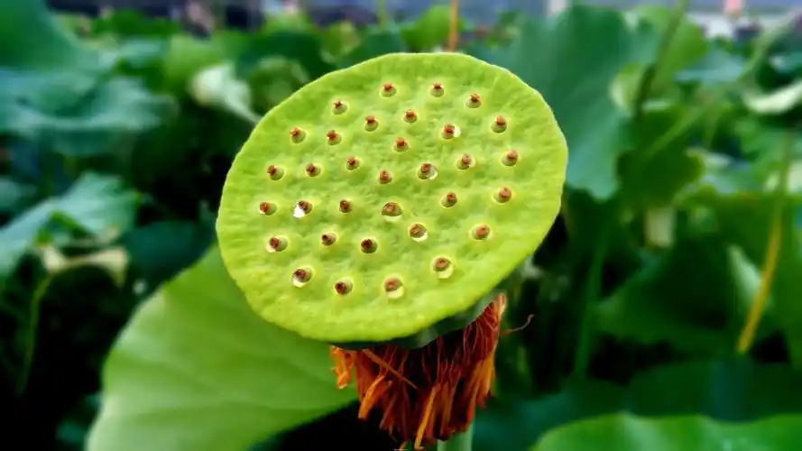 【摄影达人】x5 荷花莲子